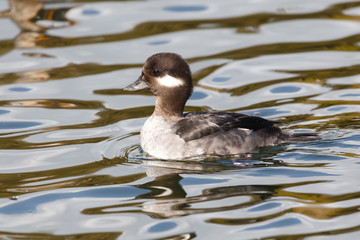 female Bufflehead duck