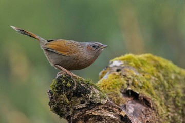 Streaked Laughingthrush on a branch
