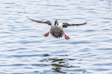 Fototapeta premium Male Bufflehead duck