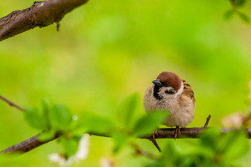 sparrow on a branch