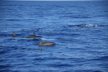 Obraz premium La Réunion