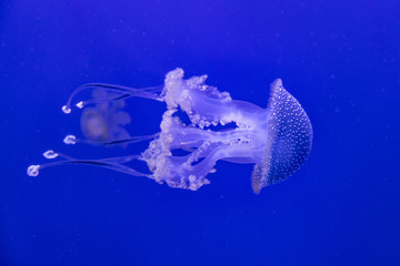 Jellyfish in the water © Warpedgalerie