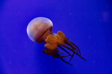 Jellyfish in the water