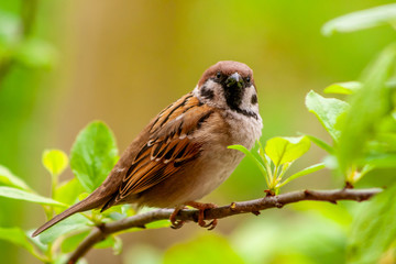 sparrow on branch