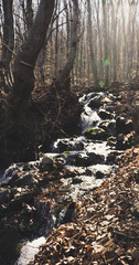 stream in the forest with leaf in the floor and winter trees