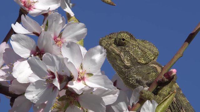   Common chameleon on the branch of an almond tree in bloom with blue sky  