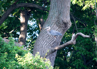 Great Blue Heron standing in tree