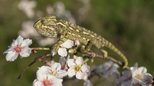 common chameleon, on the branch of an almond tree in bloom, with the body out of focus    