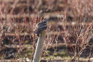 Northern Hawk owl
