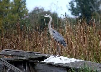 Great Blue Heron standing on boat wreck