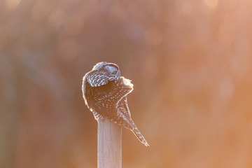 Northern Hawk owl