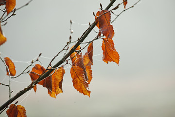 orange leaved branches