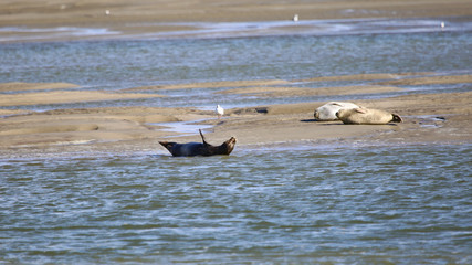 salutation entre phoques  © fotoeliane