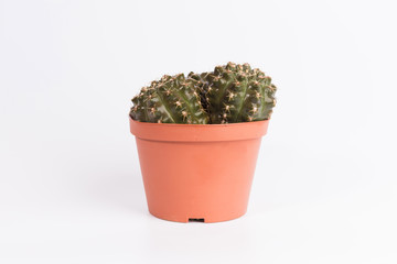 Cactus front view in grey ceramic pot isolated on white background