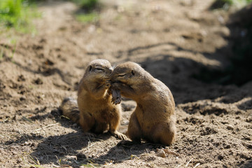 View of couple black-tailed prairie dogs.