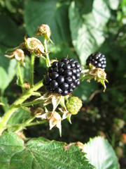 Blackberry on the plant