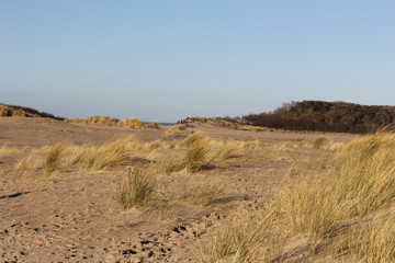 Obraz premium beach grass is waving at the sand dunes in holland