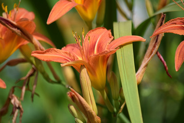 Orange lily in the wild