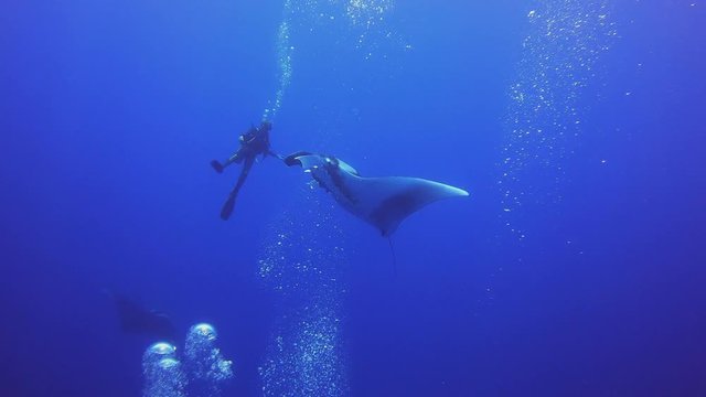 Slow motion of scuba diver swimming with stingray manta in deepwater of the ocean. 