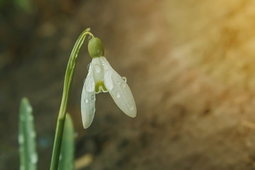 Snowdrop is growing in the ground. Spring. Warm spring weather