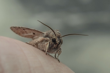 Wing of an insect on the palm. Macro shooting a gray insect