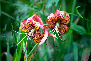 snakes head plant orange