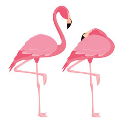 elegant flamingo birds couple