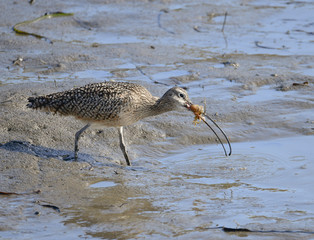Long Billed Curlew