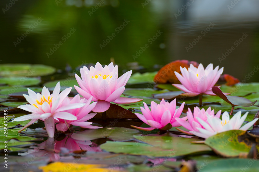 Wall mural Pink lotus flowers , waterlilies closeup