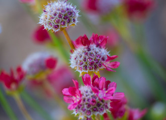 Fototapeta premium Red flowering plant Armeria pseudarmeria macro