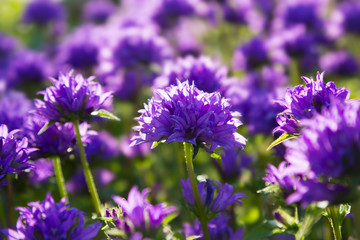 Fototapeta premium Blue flowers in the summer garden. Campanula glomerata