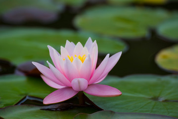 one pink lotus flowers , waterlily closeup