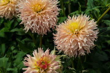 Blooming dahlia Hapet Champagne