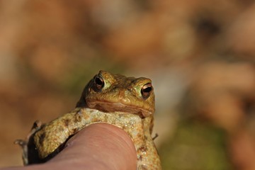 Männliche Erdkröte (Bufo bufo) klammert an Finger
