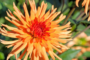 Dahlienblüte in einer Nahaufnahme