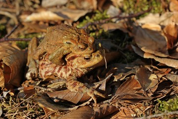 Erdkrötenpaar (Bufo bufo) auf Wanderschaft im Buchenwald