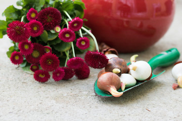 Close-up: Planting Spring Flowers with Copy Space. Concept: Gardening.