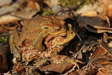 Erdkrötenpaar (Bufo bufo) auf Wanderschaft im Buchenwald