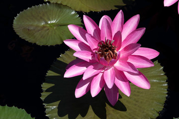 pink lotus flower in pond