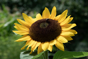 sunflower and bee