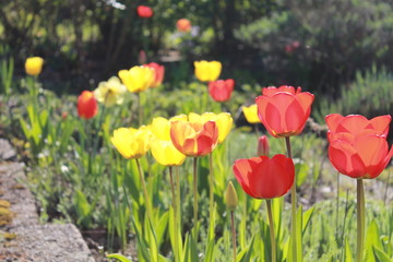 Obraz premium Tulpen 