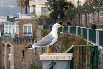 Close-up view of a seagull, sitting on a railing in front of a building in Naples, Italy.