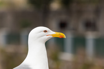 Close-up view of a seagull, sitting on a railing in front of a building in Naples, Italy.