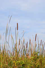 Cattails and sky