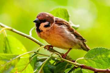 sparrow on branch