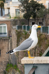 Close-up view of a seagull, sitting on a railing in front of a building in Naples, Italy.