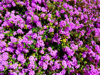  Lantana montevidensis purple trailing shrub