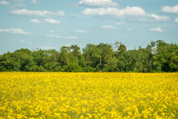 Obraz premium Rzepak