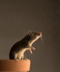 mouse in front of white background