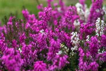 wrzosiec liliowy w ogrodzie